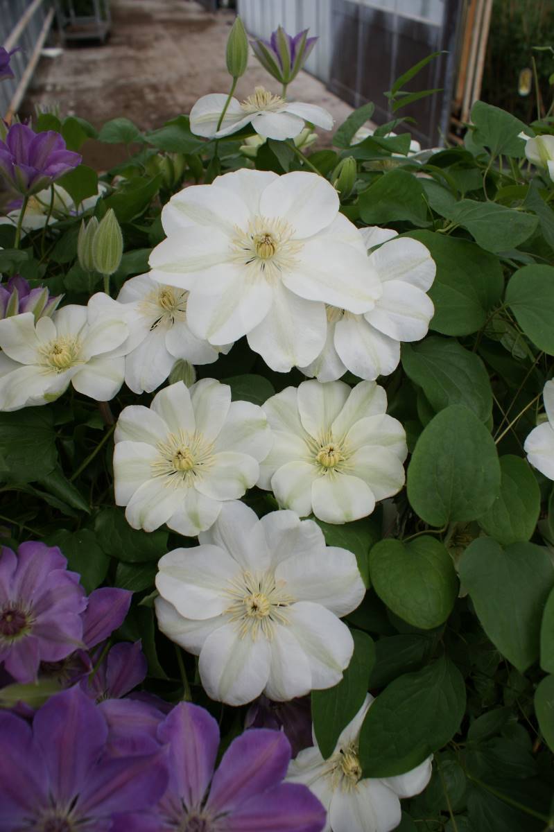 Clematis 'Guernsey Cream'